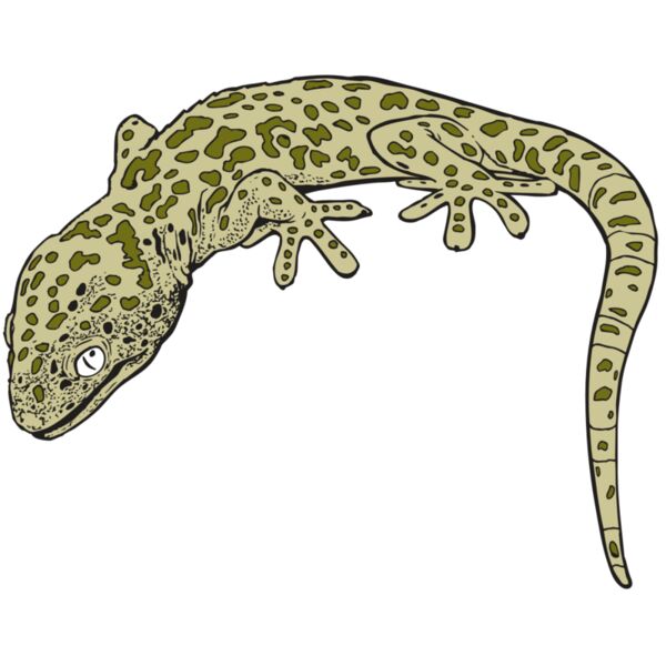 AR GEKO 19 RC Vignette