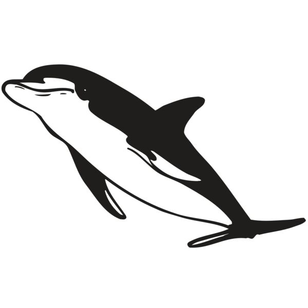 AR DOLPIN 13 RC Vignette