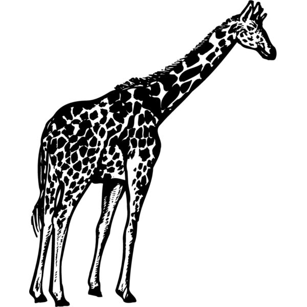 GIRAFF02 Vignette
