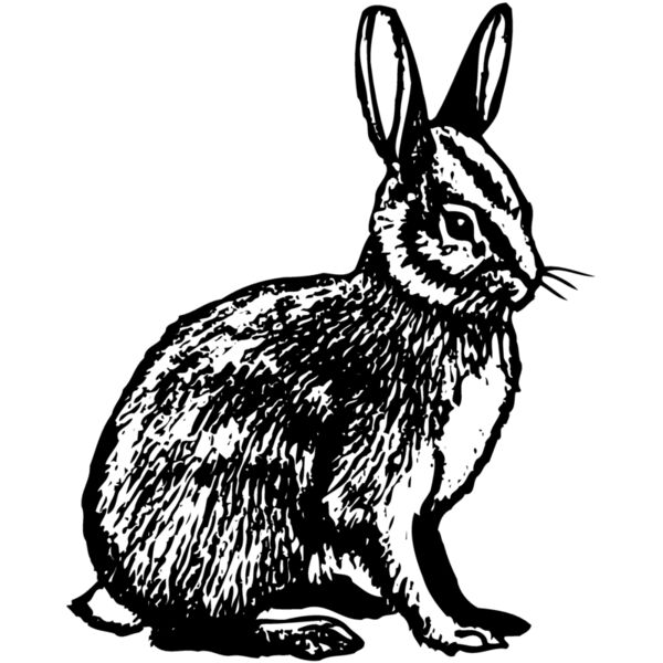 RABB006 Vignette